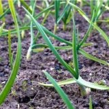 Kako prihraniti bijeli luk u maju da ne požuti